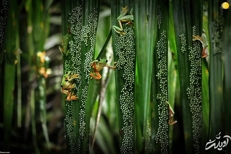 تصاویر تحسین شده مسابقه عکاسی حیات وحش ۲۰۲۲